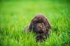 Newfoundlander Puppy