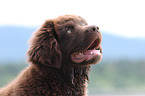 Newfoundland Dog Puppy