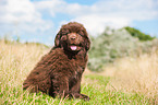 Newfoundland Puppy