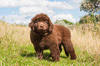 Newfoundland Puppy