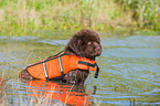 Newfoundland Puppy