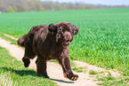 running Newfoundland Dog