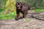 walking Newfoundland Dog