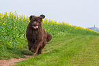 running Newfoundland Dog