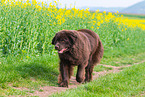 walking Newfoundland Dog