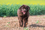 walking Newfoundland Dog