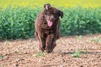 running Newfoundland Dog