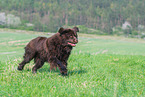 running Newfoundland Dog