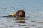 swimming Newfoundland Dog
