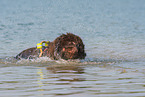 shaking Newfoundland Dog