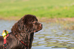 Newfoundland Dog Portrait