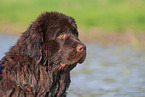 Newfoundland Dog Portrait