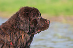 Newfoundland Dog Portrait