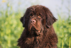 Newfoundland Dog Portrait