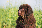 Newfoundland Dog Portrait