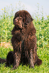 sitting Newfoundland Dog
