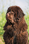 Newfoundland Dog Portrait