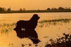 bathing Newfoundland Dog