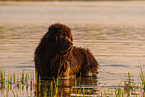 bathing Newfoundland Dog