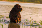 bathing Newfoundland Dog