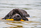 Newfoundland is trained as a water rescue dog