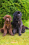 Newfoundlands