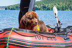 Newfoundland is trained as a water rescue dog