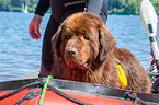 Newfoundland is trained as a water rescue dog