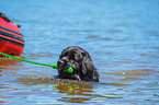 Newfoundland is trained as a water rescue dog