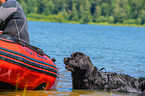 Newfoundland is trained as a water rescue dog