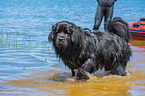 Newfoundland is trained as a water rescue dog