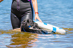 Newfoundland is trained as a water rescue dog