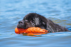 Newfoundland is trained as a water rescue dog