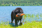 Newfoundland is trained as a water rescue dog