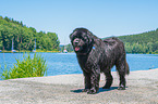 Newfoundland