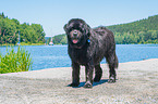 Newfoundland