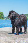 Newfoundland