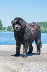 Newfoundland