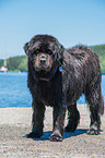 Newfoundland