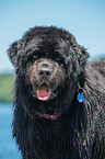 Newfoundland  Portrait