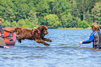 Newfoundland is trained as a water rescue dog