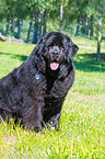 sitting Newfoundland