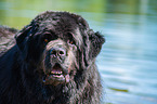 Newfoundland  Portrait