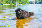 Newfoundland