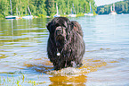 Newfoundland
