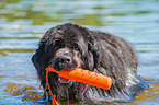 Newfoundland is trained as a water rescue dog