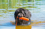 Newfoundland is trained as a water rescue dog