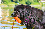 Newfoundland is trained as a water rescue dog