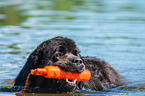 Newfoundland is trained as a water rescue dog