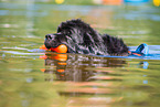 Newfoundland is trained as a water rescue dog